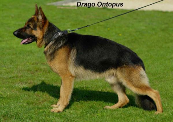 Drago Ontopus-FCI
