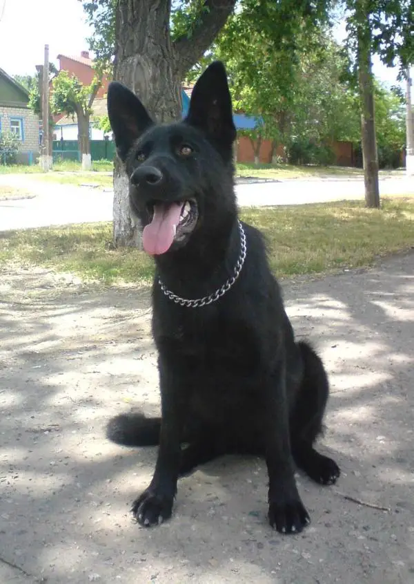 Zlata Iz Doma Slavija