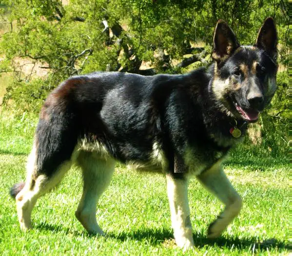 Royalair's Amo Of Ale'-She'