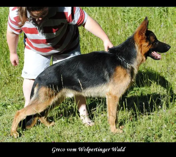 Greco vom Wolpertinger Wald