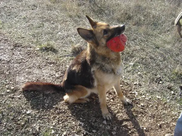 Sheila du val des hurles vent