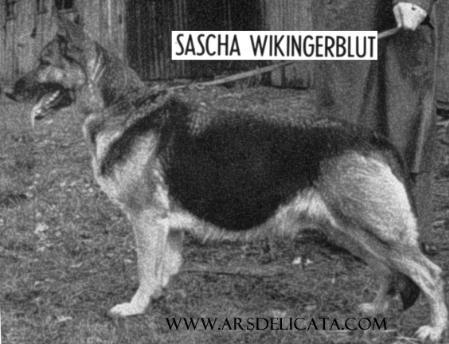 Sascha Wikingerblut