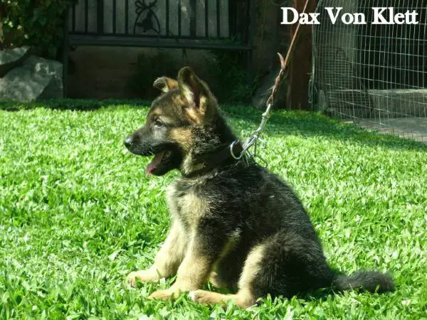 Dax Von Klett