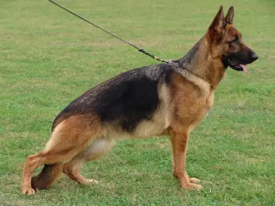 V1 SG9 BSZS 2009 Josie von Wilhendorf