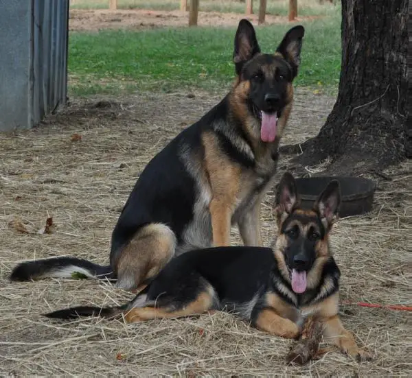 Willy Von Griffinsburg