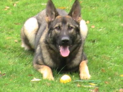 SG Haïk van de y'ancy hoeve