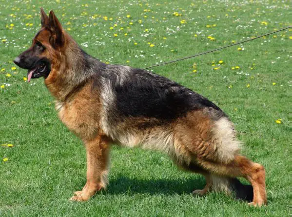 SG Ynez vom Valtenberg