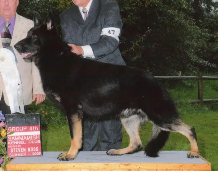 GCH, CH DCT-TeBe Nobe Me & Bobby McGee