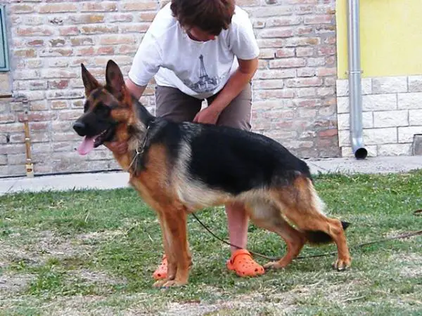 Ada von der Familien Schafer