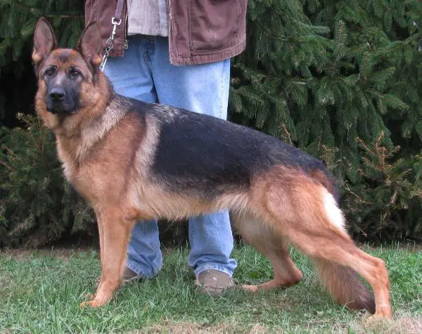 Xinn Vom Zellwaldrand