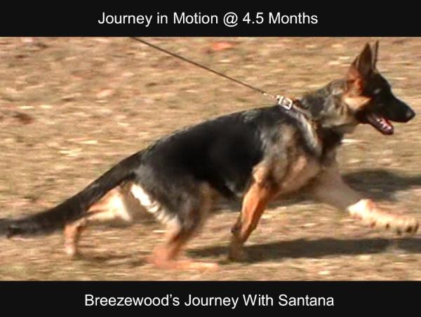 Breezewood's Journey With Santana