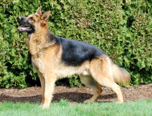 Majestic's Hoss Von Ca Ji