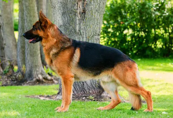 SG1 Canispheres Whos The Boss