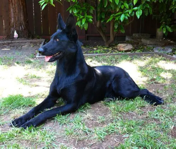 Lua's Bella