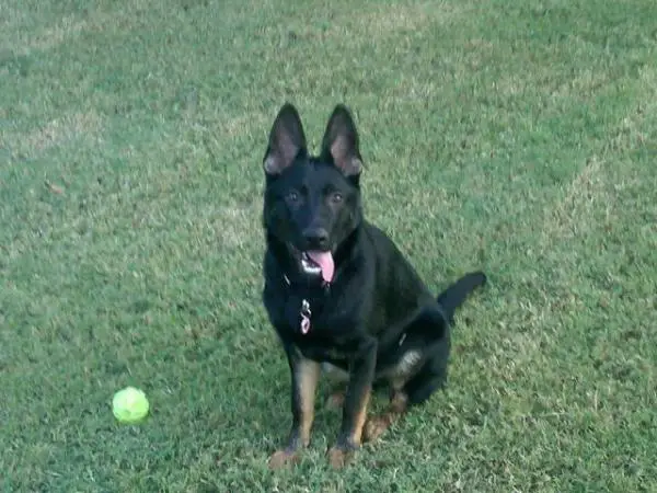 Cherry Vom Hansmorsh