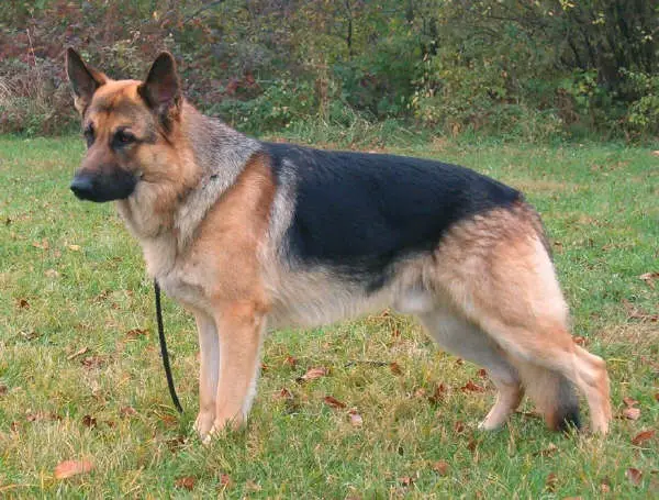 Wachsel Vom Framheim