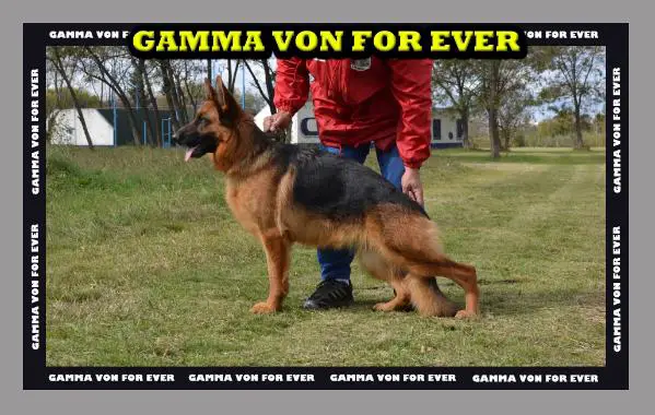 Gamma Von For Ever 1