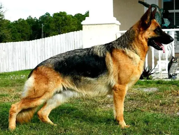 Darie vom Klausener Grund