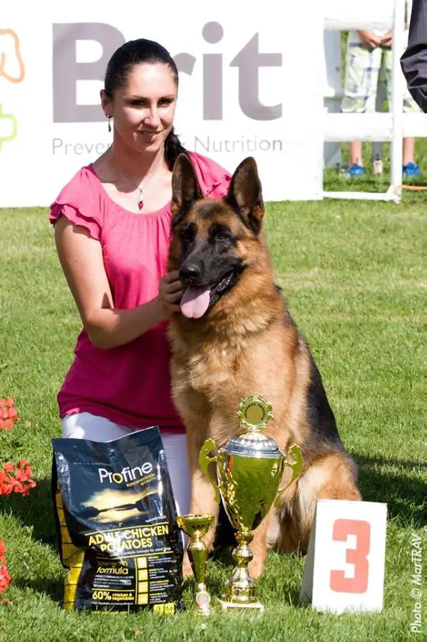 EX.,CAC,CACIB,BOB Bachtiary Bej od Guvernera