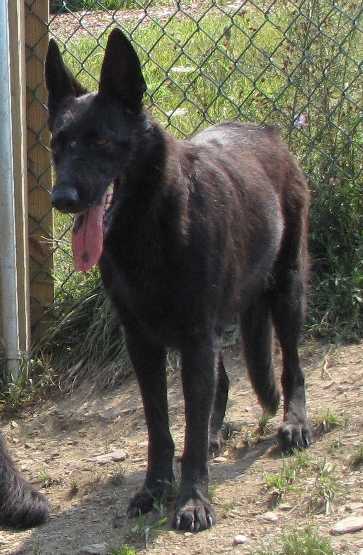 Steffi von Greenhill Farm