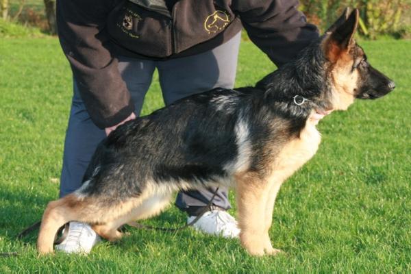 Delphy Evita van de Ybajo Hoeve