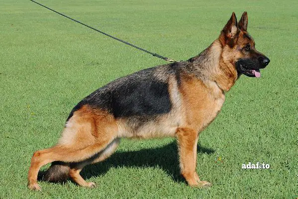 SG1 Yakira vom Feuermelder