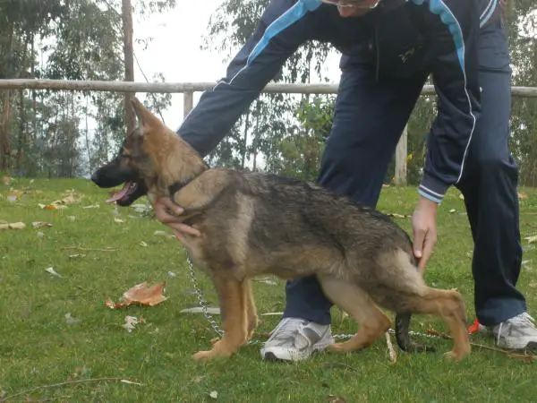 Zara de Parayas