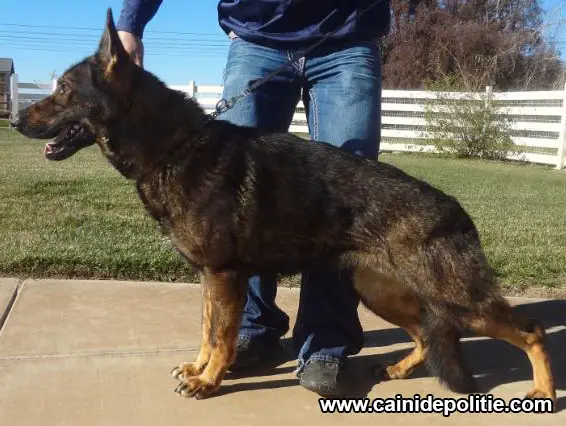 Moka Câini de Politie