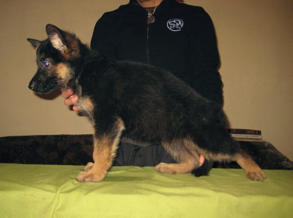 Anita v.d. Alexander