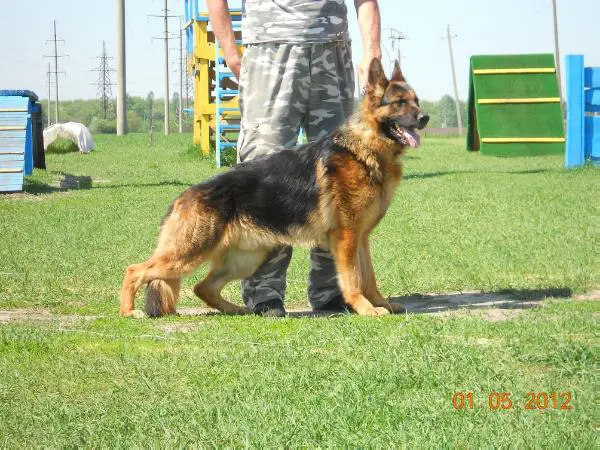 Ovatsio v. Gloria Hunde