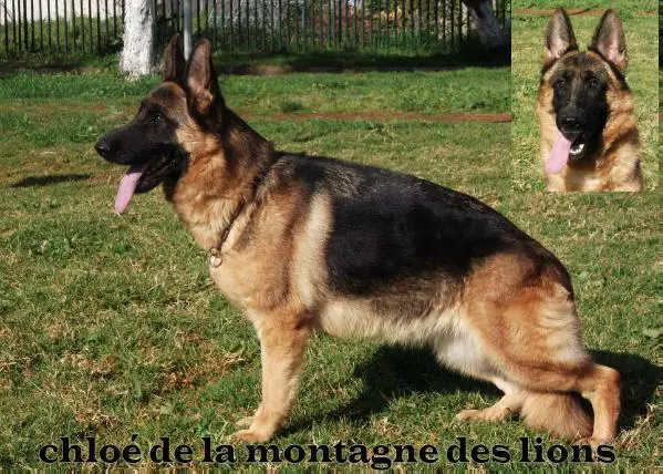 chloé de la montagne des lions