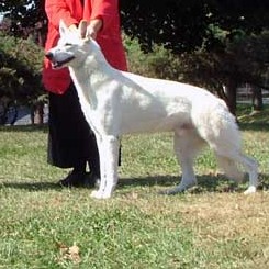 Worrywort Bada-Boom Bada-Bing