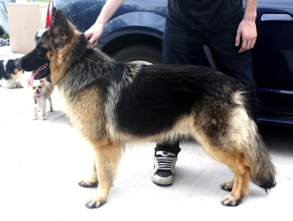 Loyal Heart Fritz vom Hayes