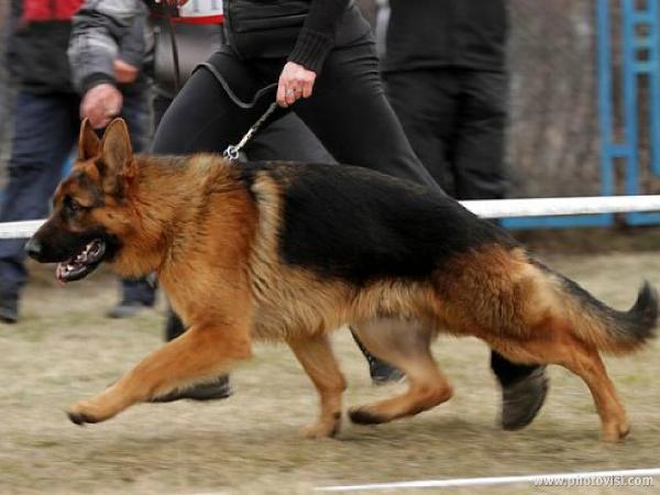 2XJ.CAC BOB Marrakesh z Azovskogo Berega