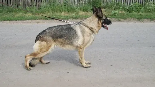 Imperatritsa vid Lukomor^ya