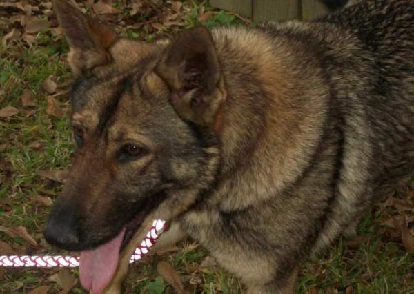 Cajun Shepherd's Cayenne Spice