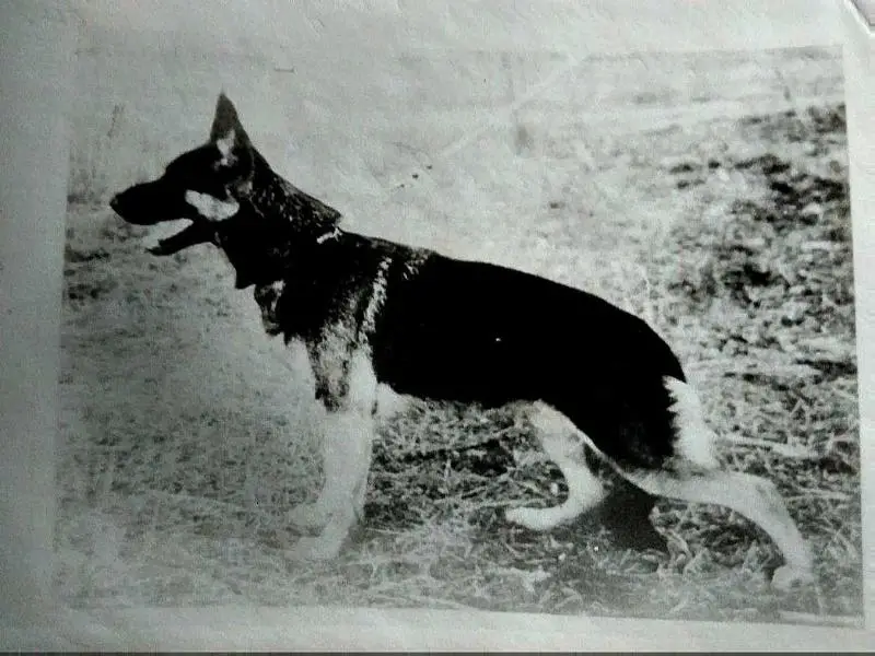 V Enke