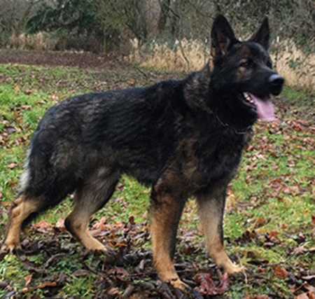 Grim von Schraderhaus