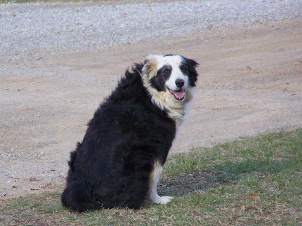 Jake ABCA 134296
