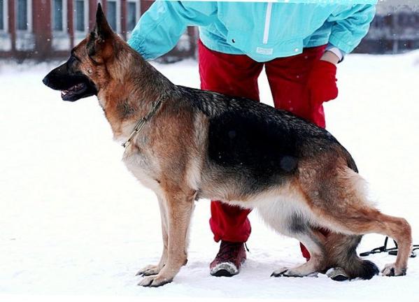 CAC Chernaja Legenda Izida Ziekel