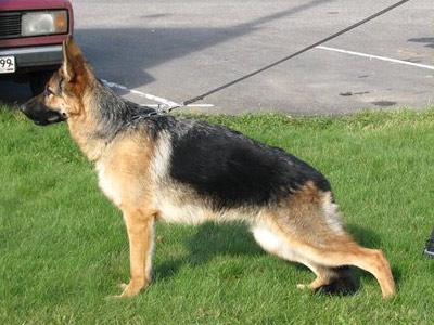 Faerhund Jujalitsa