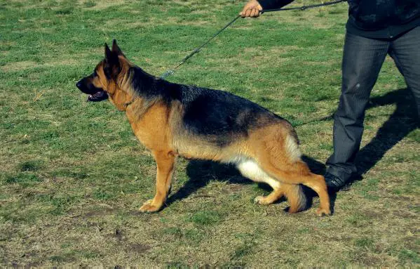 Quimba Von Haus Nesan