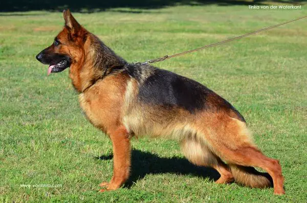 V (BSZS) Tinka von der Waterkant