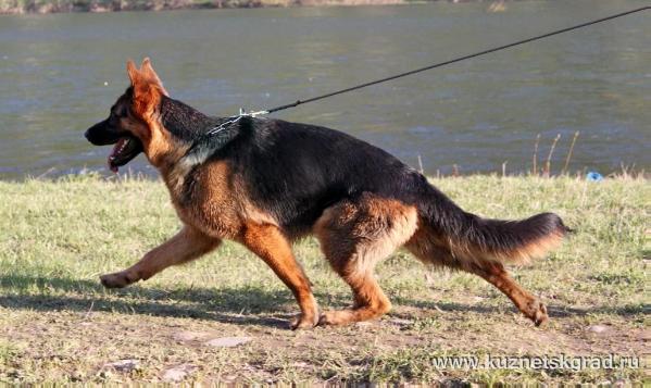 Imperija iz Kuznetskgrada