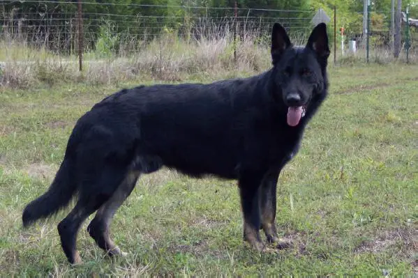 Cain vom Whirling Thunder