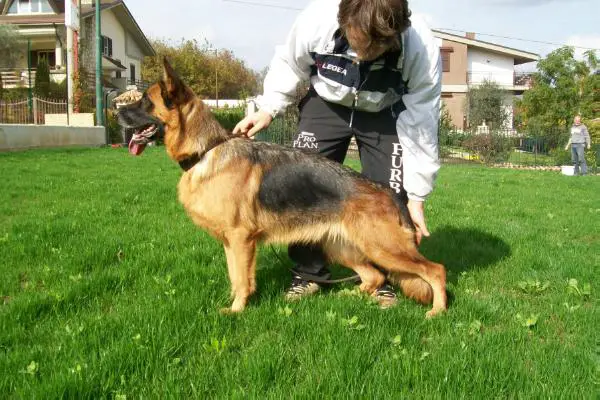 Nikita di Casa Falbo