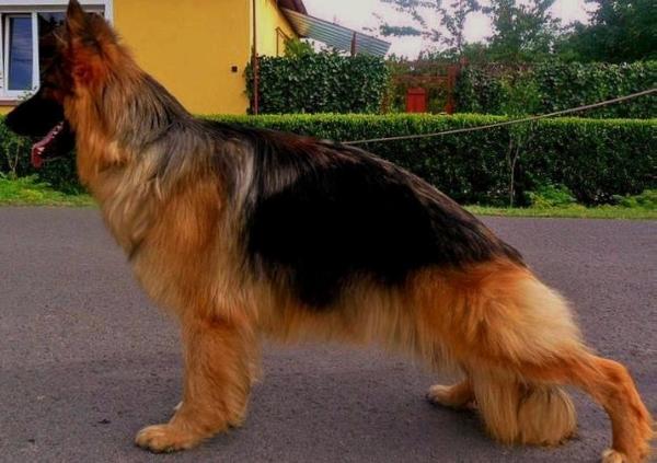 morena de lu-michelfer