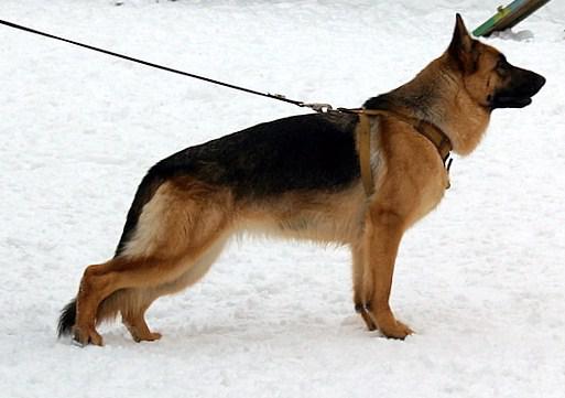 Viva iz Doma Korsunovyh