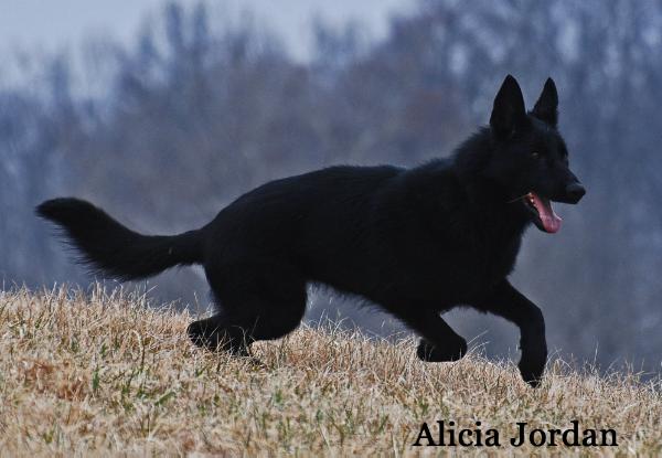 Airjordan vom Wolfdame