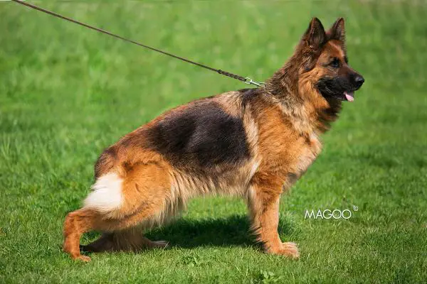 CH PL/MŁ.CH.PL. USCHI vom Grafenbrunn